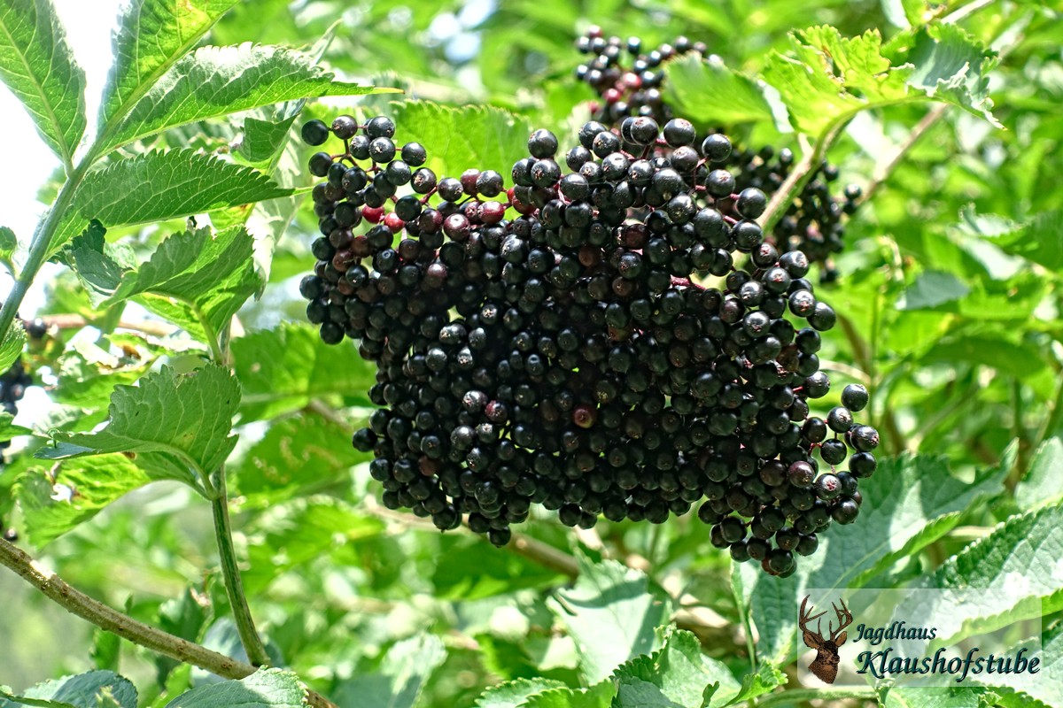 Im September werden die Hollerbeeren reif, in bester Bio-Qualität und voller Vitamin C Im September werden die Hollerbeeren reif, in bester Bio-Qualität und voller Vitamin C