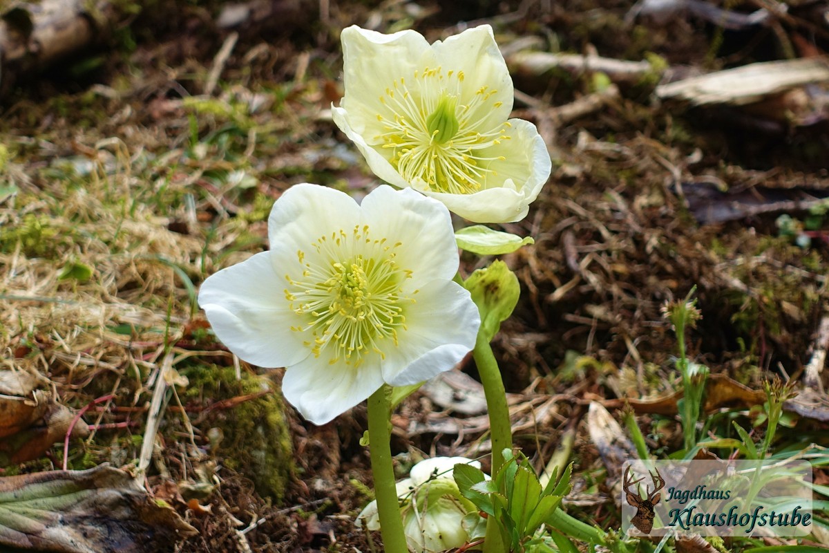 Christrose, Schneerose (Helleborus niger)