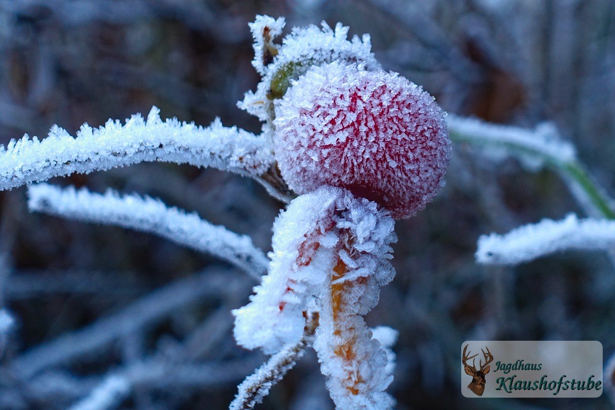 Hagebutten Frost