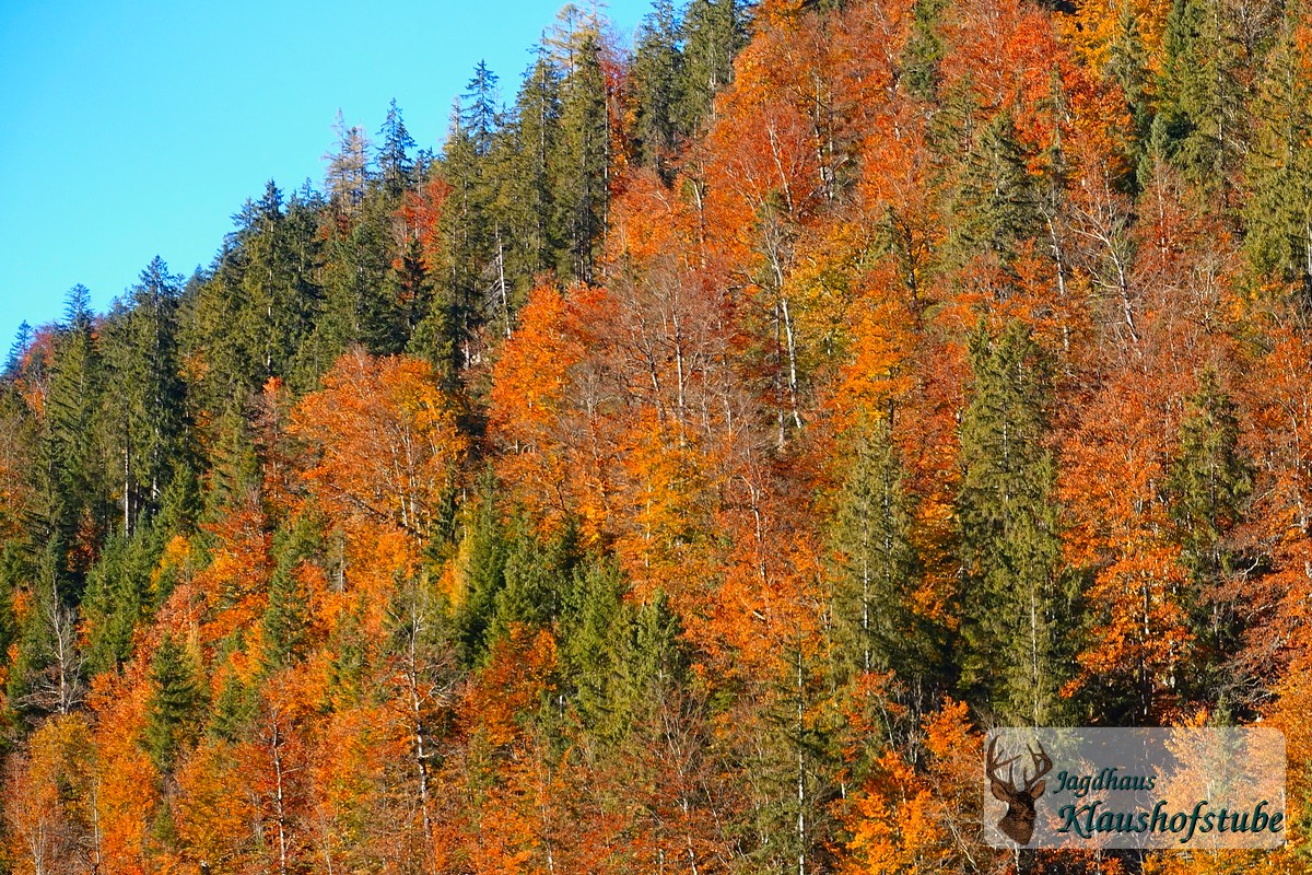 Indian Summer im Gosautal