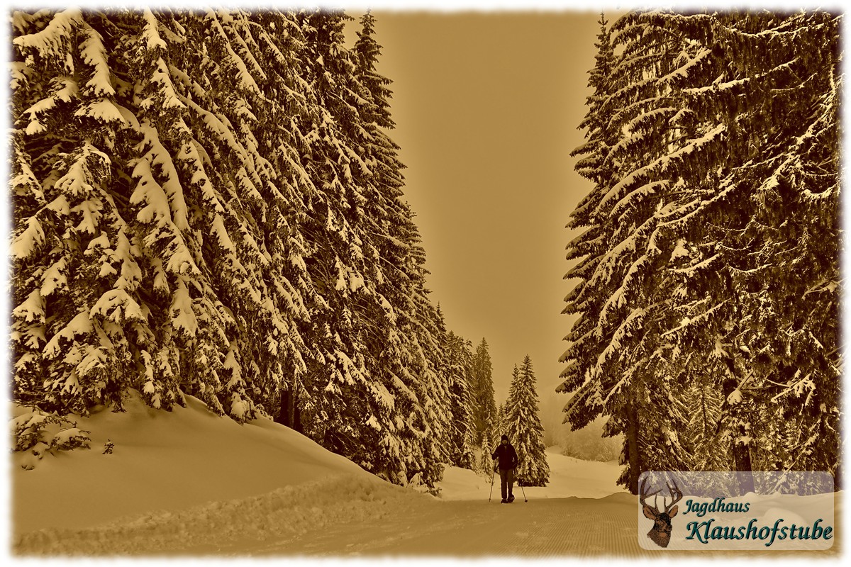 Schneeschuhwandern Winterwald