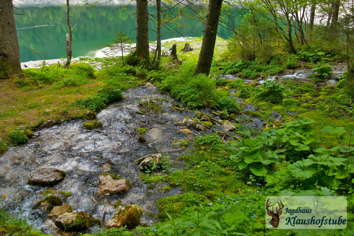 Wasser im Bergwald