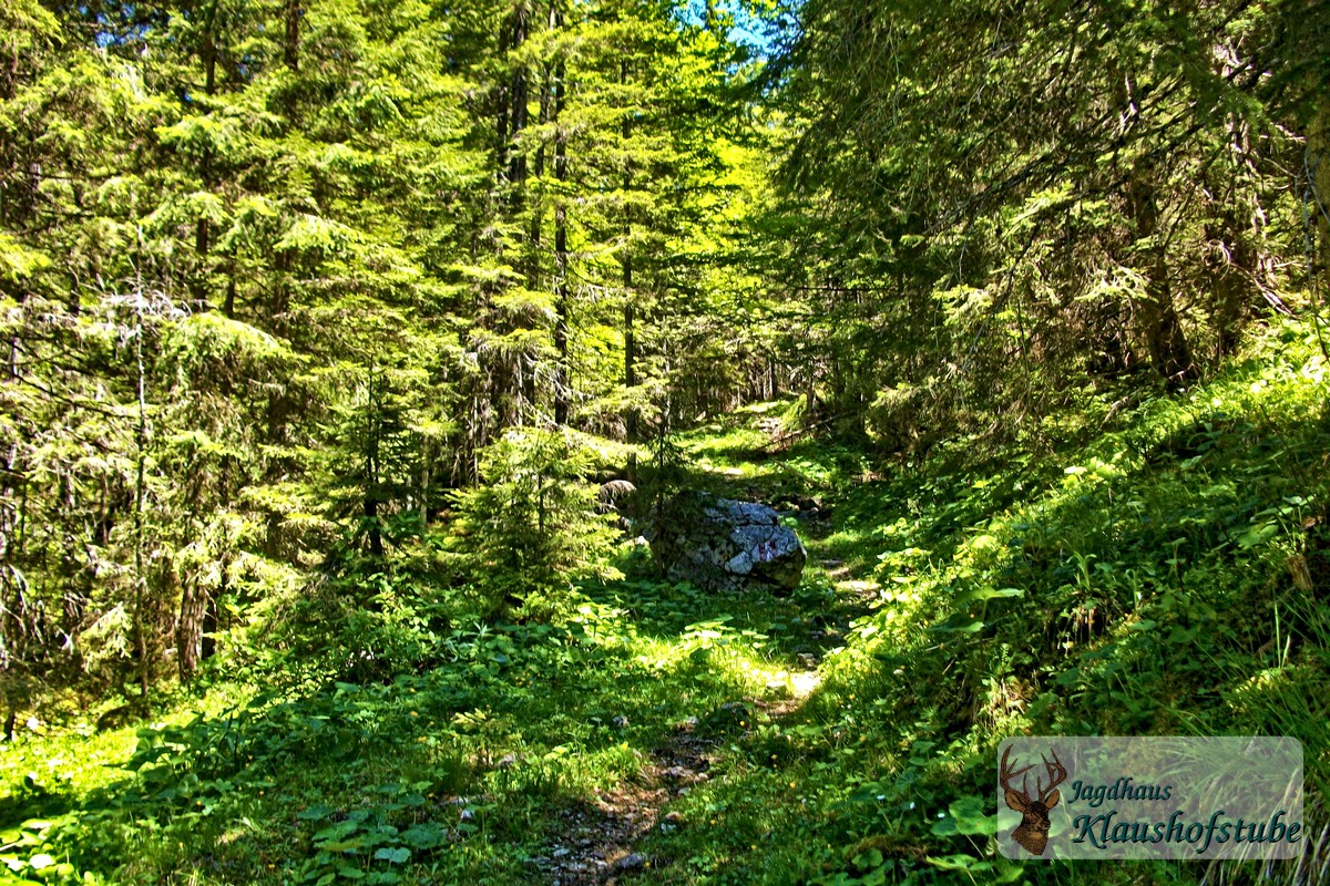 Bergwald am Plassen