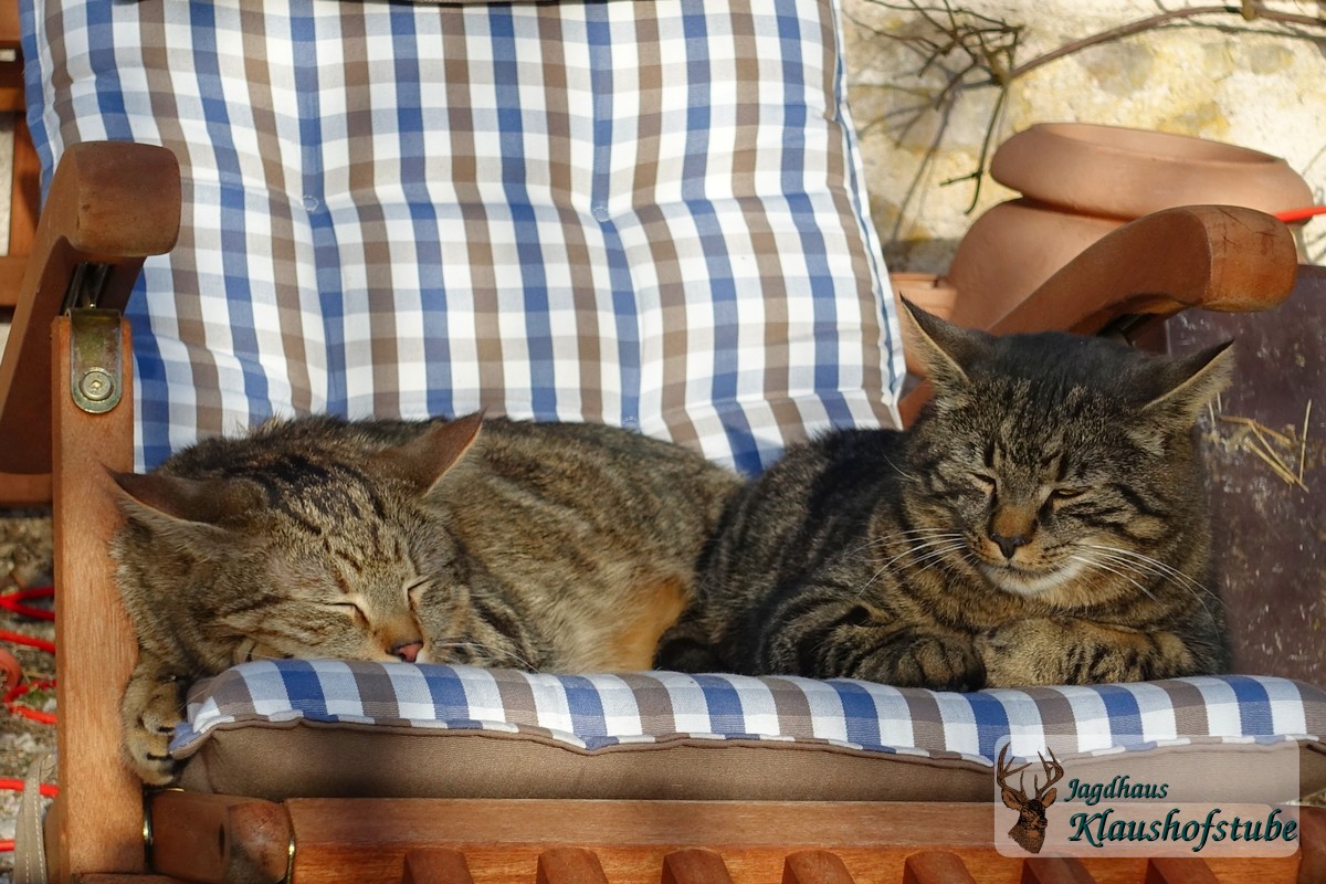 Katzen Sonnenbaden