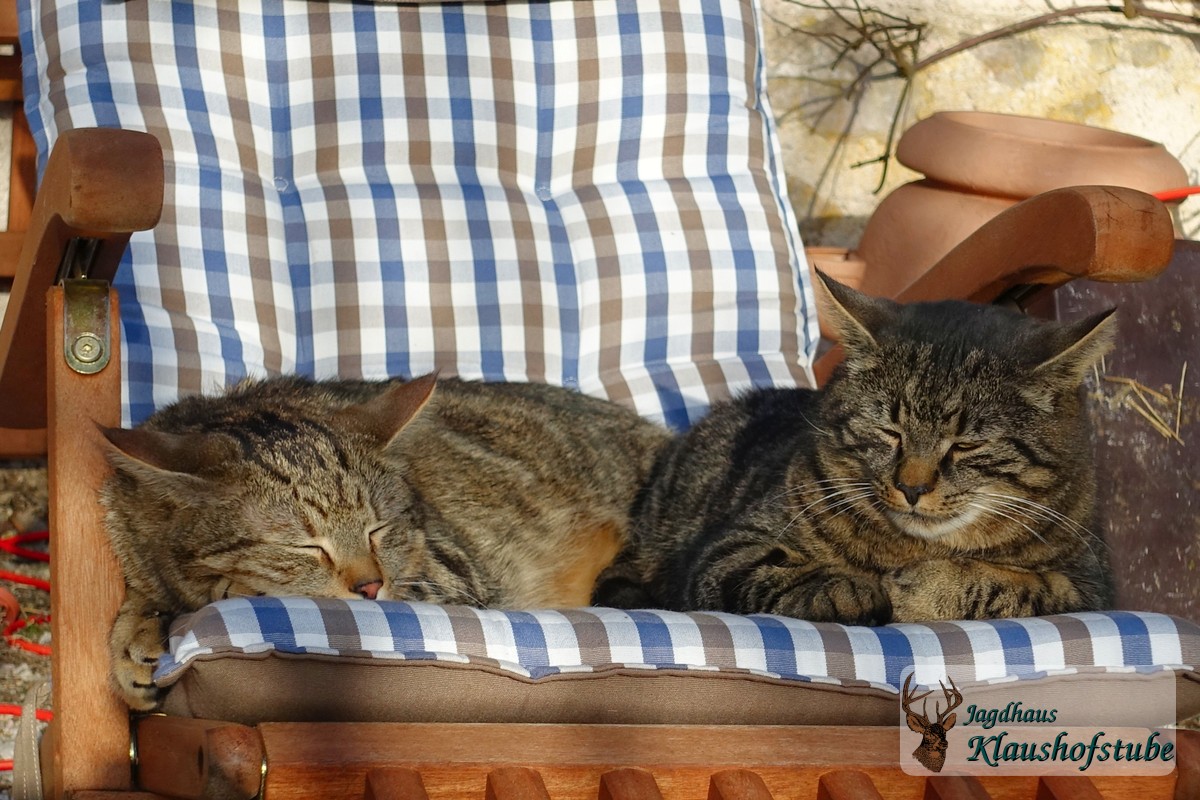 Katzen Sonnenbaden