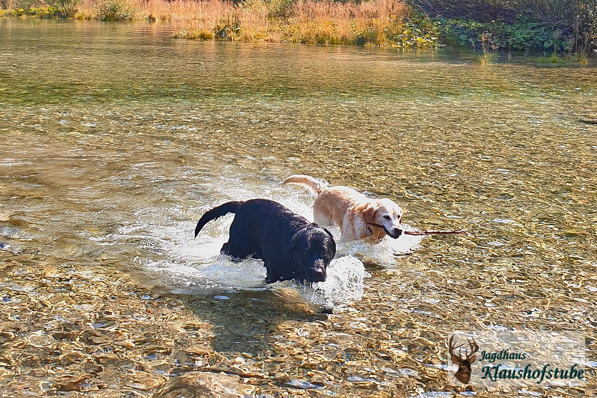 Badespaß Hunde