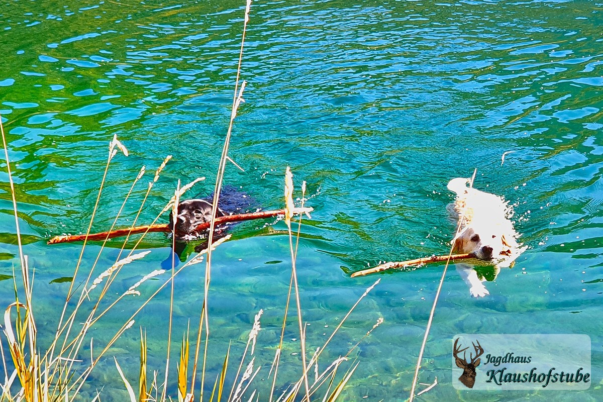 Wasserjagd Labradors