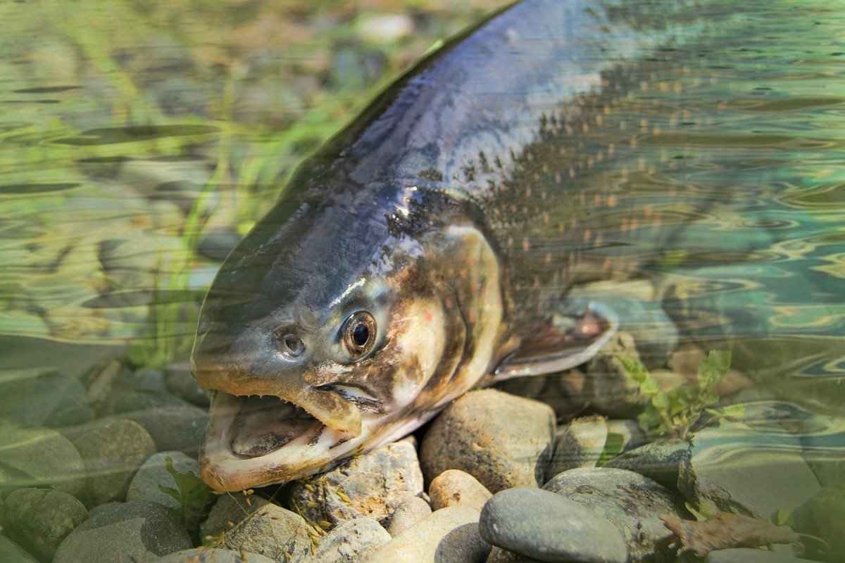 Bachforelle im Wasser