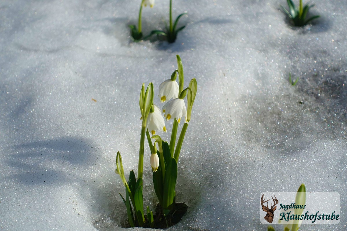 Märzenbecher im Schnee