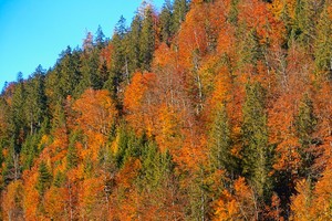 Shinrin-yoku Herbst