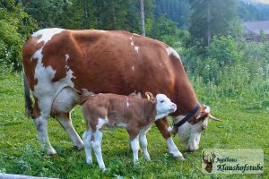 Mutterkuh + Kälbchen auf der Servitutsweide vor der Hütte