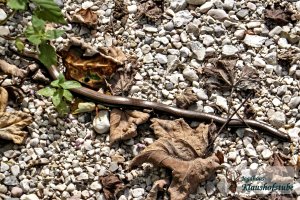 Iiihh, eine Schlange! Ringelnatter im Hüttengarten