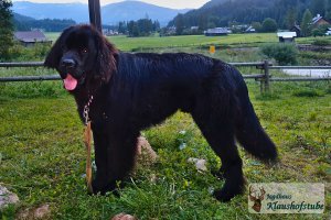 Junger Neufundländer Bobby (9 Monate), totales Spielkalb