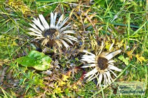 Silberdiesteln blühen im Herbst auf unseren Bergwiesen