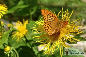 Schmetterling Kaisermantel (Argynnis paphia) im Garten