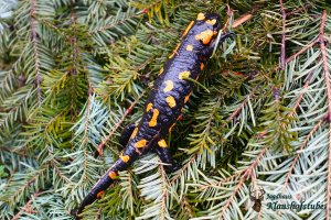 Prächtiger Feuersalamander im Hüttengarten