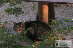 Kater Proscha hat was entdeckt